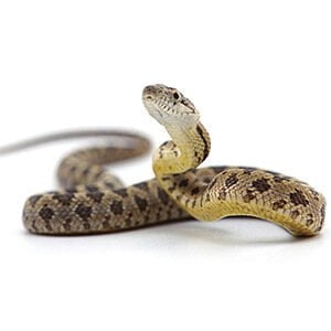 Φίδι