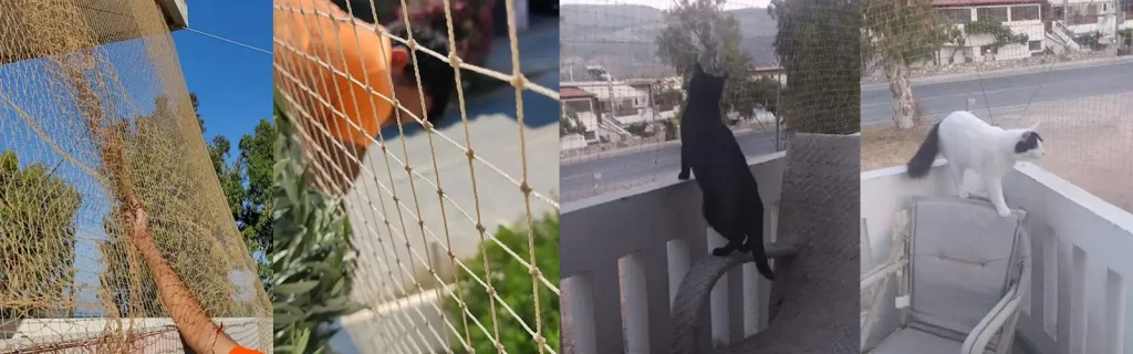 Προστασία-γατών-Χανιά-02