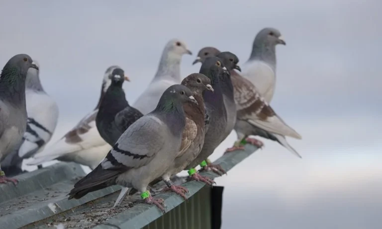 Περιστέρια Χανιά - Αντιμετώπιση, καταπολέμηση